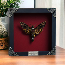 Real death head for sale  Houston