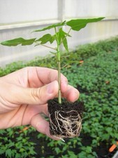 Giant papaya seedling gebraucht kaufen  Sontra