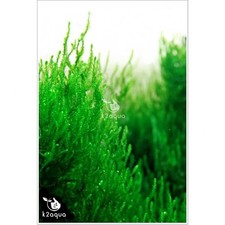Flame moss taxiphyllum for sale Flame moss taxiphyllum for sale  HOUNSLOW