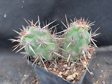 Echinocereus brandegeei cactus usato  Massafra