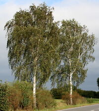 Sandbirke betula pendula gebraucht kaufen  Basedow, Güizow, Lütau