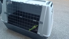 auto cane gabbia usato  Pizzoli