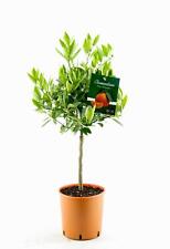 Citrus clementina 100 gebraucht kaufen  Wurzen