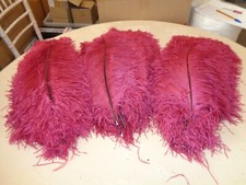 Burgundy wing ostrich for sale  CANVEY ISLAND