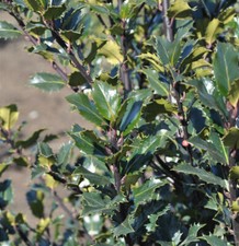 Amerikanischer ilex kleiner gebraucht kaufen  Bad Zwischenahn