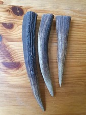 Geweihspitzen abwurfstangen hi gebraucht kaufen  Deutschland