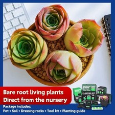 4pc succulent plant for sale  Syosset