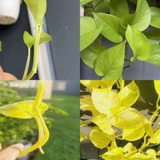 Neon golden pothos for sale  Webster