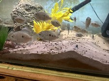 Fish tank home for sale  NORWICH