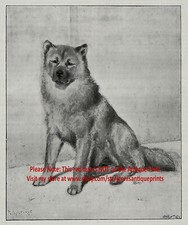Dog Chow Chow As Breed Looked in 19th Century, 1890s impressão antiga e artigo, usado comprar usado  Enviando para Brazil