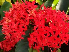 Super king tropical for sale  Wauchula