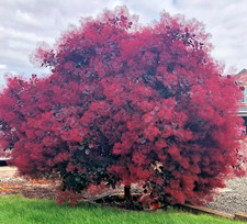 Eupatorium purple smoke for sale  Mcminnville