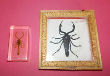 Scorpions naturalisés cabinet d'occasion  Besançon