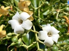 Pua Keni Keni, Árvore de Flores Perfumada, Fagraea Berteroana - 30 Sementes 2024 - EUA comprar usado  Enviando para Brazil