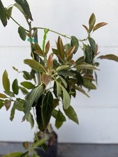 Lamb hass avocado for sale  Pacoima