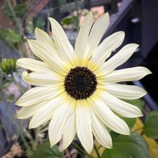 Girasole vanilla ice usato  Trappeto