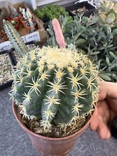 Echinocactus grusonii brevispi for sale  BIRMINGHAM