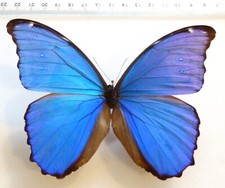 Entomologie schmetterling morp gebraucht kaufen  Haibach