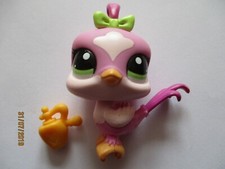 Petshop oiseau geai d'occasion  Bailleul