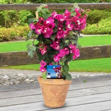 Bougainvillea purple 17cm for sale  PETERBOROUGH