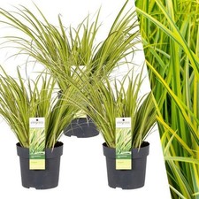 Acorus gramineus gon gebraucht kaufen  Düsseldorf
