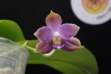Phal. jennifer palermo for sale  SHREWSBURY