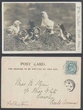 Chicks birds nest for sale  UK