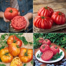 Beefsteak tomato seeds for sale  SALISBURY
