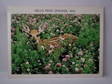 Cartão postal adorável veado fawn em flores colher Wisconsin Hello Greetings comprar usado  Enviando para Brazil