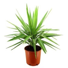 Pianta yucca elephantipes usato  Terlizzi