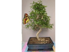 Rare japanese pepper gebraucht kaufen  Burglengenfeld