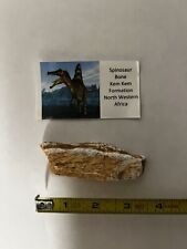 Spinosaurus fossil bone for sale  Merced