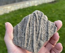 Rare jurassic pentacrinites for sale  PORTHCAWL