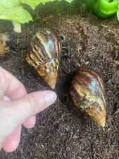 giant african land snails for sale giant african land snails for sale STONE