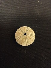 Squelette coquille oursin d'occasion Squelette coquille oursin d'occasion  Verquin