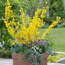 Dwarf forsythia minigold for sale  ASHFORD
