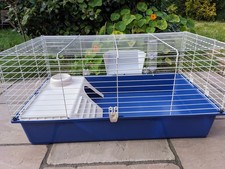 Indoor guinea pig for sale  LANCASTER