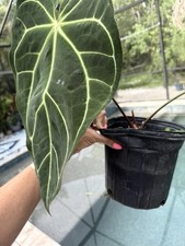 Anthurium crystallinum magnifi for sale  Bradenton