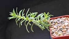 Sedum frutescens caudiciform for sale  MANCHESTER