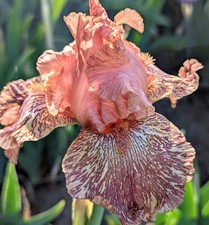 irises 8 for sale irises 8 for sale Ahsahka