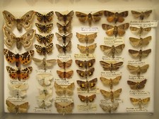 Box specimen british for sale  WIGTON