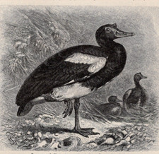 Spur winged goose for sale  Brooklyn
