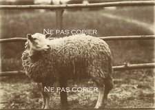 Portrait mouton 1890 d'occasion  Mouy