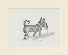 Scottish terrier carrying for sale  COLEFORD