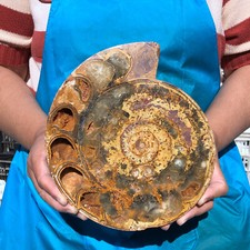 2100G Natural Hermoso Fósil En Rebanadas Caracola Cristal Mineral Espécimen 2265 segunda mano  Embacar hacia Mexico