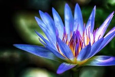 Blue water lily for sale  Massillon