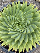 Aloe polyphylla spiral for sale  Goleta