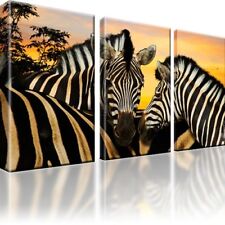 Zebras zebra tiere gebraucht kaufen  Deutschland
