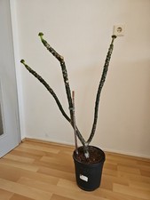 Plumeria frangipani mystique gebraucht kaufen  Mehlingen