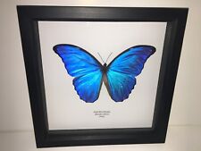 Giant blue morpho for sale  POOLE